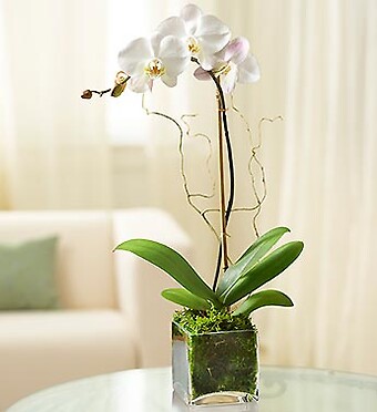 1 Stem White Phalaenopsis Orchid for Sympathy