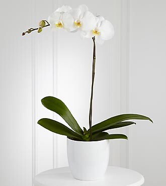 White Orchid Planter